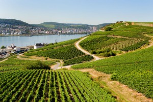 Mosel